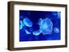 Underwater Image of Jellyfishes-mirceab-Framed Photographic Print