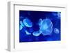 Underwater Image of Jellyfishes-mirceab-Framed Photographic Print