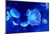 Underwater Image of Jellyfishes-mirceab-Mounted Photographic Print