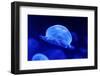 Underwater Image of Jellyfishes-mirceab-Framed Photographic Print