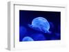 Underwater Image of Jellyfishes-mirceab-Framed Photographic Print