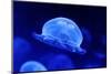 Underwater Image of Jellyfishes-mirceab-Mounted Photographic Print