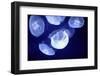 Underwater Image of Jellyfishes-mirceab-Framed Photographic Print