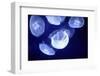 Underwater Image of Jellyfishes-mirceab-Framed Photographic Print