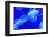 Underwater Image of Jellyfishes-mirceab-Framed Photographic Print