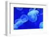 Underwater Image of Jellyfishes-mirceab-Framed Photographic Print