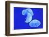 Underwater Image of Jellyfishes-mirceab-Framed Photographic Print