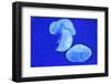 Underwater Image of Jellyfishes-mirceab-Framed Photographic Print