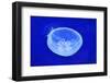 Underwater Image of Jellyfishes-mirceab-Framed Photographic Print