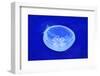 Underwater Image of Jellyfishes-mirceab-Framed Photographic Print