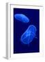 Underwater Image of Jellyfishes-mirceab-Framed Photographic Print