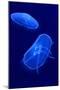 Underwater Image of Jellyfishes-mirceab-Mounted Photographic Print