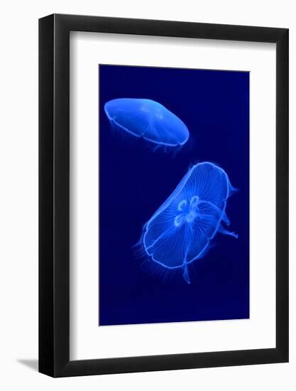 Underwater Image of Jellyfishes-mirceab-Framed Photographic Print