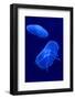 Underwater Image of Jellyfishes-mirceab-Framed Photographic Print