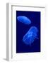 Underwater Image of Jellyfishes-mirceab-Framed Photographic Print