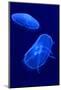 Underwater Image of Jellyfishes-mirceab-Mounted Photographic Print