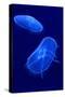 Underwater Image of Jellyfishes-mirceab-Stretched Canvas