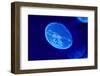 Underwater Image of Moon Jellyfish-mirceab-Framed Photographic Print