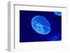 Underwater Image of Moon Jellyfish-mirceab-Framed Photographic Print