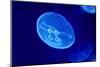 Underwater Image of Moon Jellyfish-mirceab-Mounted Photographic Print