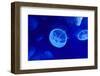 Underwater Image of Moon Jellyfishes-mirceab-Framed Photographic Print