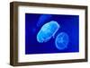 Underwater Image of Moon Jellyfishes-mirceab-Framed Photographic Print