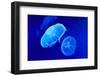 Underwater Image of Moon Jellyfishes-mirceab-Framed Photographic Print