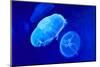 Underwater Image of Moon Jellyfishes-mirceab-Mounted Photographic Print