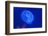 Underwater Image of Moon Jellyfishes-mirceab-Framed Photographic Print