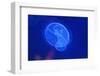 Underwater Image of Moon Jellyfishes-mirceab-Framed Photographic Print