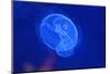 Underwater Image of Moon Jellyfishes-mirceab-Mounted Photographic Print