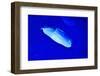 Underwater Image of Moon Jellyfishes-mirceab-Framed Photographic Print