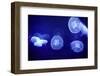 Underwater Image of Moon Jellyfishes-mirceab-Framed Photographic Print