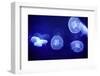 Underwater Image of Moon Jellyfishes-mirceab-Framed Photographic Print