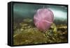 Underwater Jellyfish in Cuverville Island, Antarctica-Paul Souders-Framed Stretched Canvas