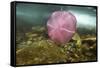 Underwater Jellyfish in Cuverville Island, Antarctica-Paul Souders-Framed Stretched Canvas