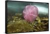 Underwater Jellyfish in Cuverville Island, Antarctica-Paul Souders-Framed Stretched Canvas