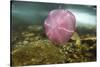 Underwater Jellyfish in Cuverville Island, Antarctica-Paul Souders-Stretched Canvas