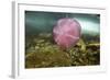Underwater Jellyfish in Cuverville Island, Antarctica-Paul Souders-Framed Photographic Print