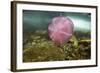 Underwater Jellyfish in Cuverville Island, Antarctica-Paul Souders-Framed Photographic Print