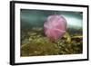 Underwater Jellyfish in Cuverville Island, Antarctica-Paul Souders-Framed Photographic Print