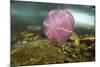 Underwater Jellyfish in Cuverville Island, Antarctica-Paul Souders-Mounted Photographic Print