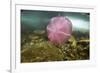 Underwater Jellyfish in Cuverville Island, Antarctica-Paul Souders-Framed Photographic Print