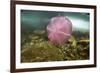 Underwater Jellyfish in Cuverville Island, Antarctica-Paul Souders-Framed Photographic Print