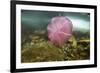 Underwater Jellyfish in Cuverville Island, Antarctica-Paul Souders-Framed Photographic Print