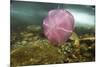 Underwater Jellyfish in Cuverville Island, Antarctica-Paul Souders-Mounted Photographic Print