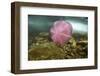 Underwater Jellyfish in Cuverville Island, Antarctica-Paul Souders-Framed Photographic Print