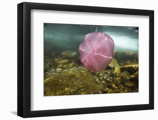 Underwater Jellyfish in Cuverville Island, Antarctica-Paul Souders-Framed Photographic Print