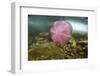 Underwater Jellyfish in Cuverville Island, Antarctica-Paul Souders-Framed Photographic Print