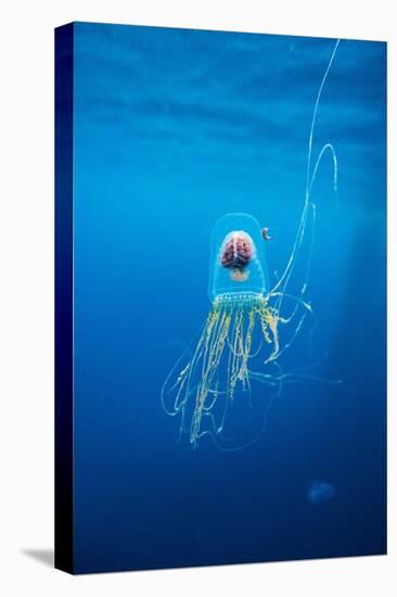 Underwater Jellyfish in Diego Ramirez Islands, Chile-Paul Souders-Stretched Canvas